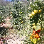 Farm stay Marco & Andrea Collepina *