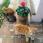 Marco & Andrea Collepina アメリア
