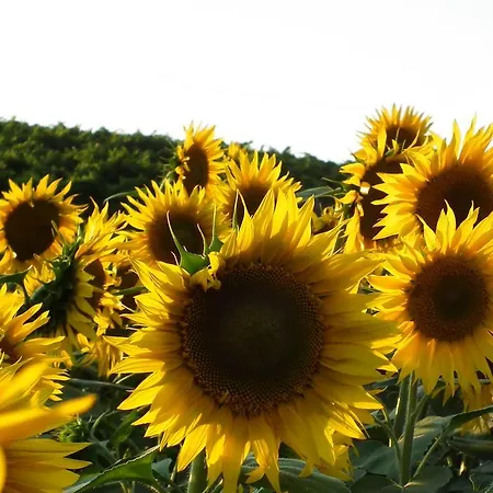 Alloggio per agriturismo Marco&andrea Amelia