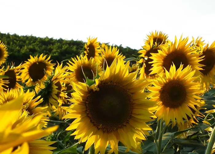 Bauernhof Marco & Andrea Collepina Amelia