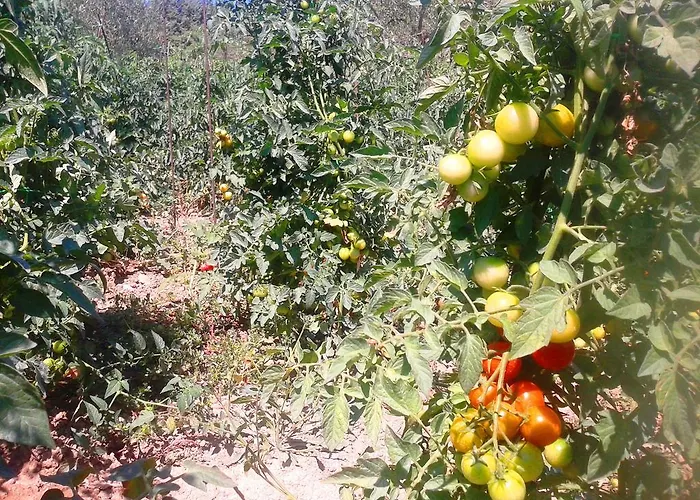 Bauernhof Marco & Andrea Collepina *