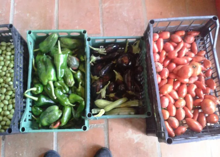 Farma Marco & Andrea Collepina