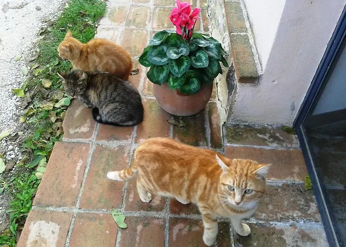 Marco & Andrea Collepina Amelia